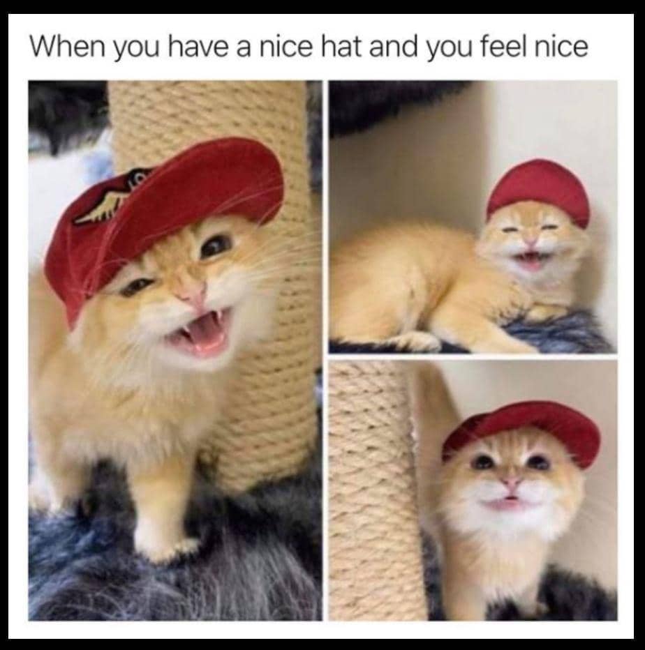 meme kucing tentang topi