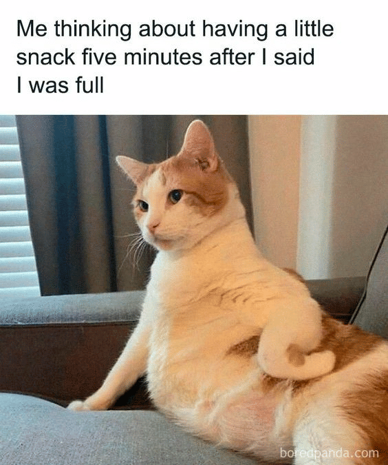 meme kucing kelaparan