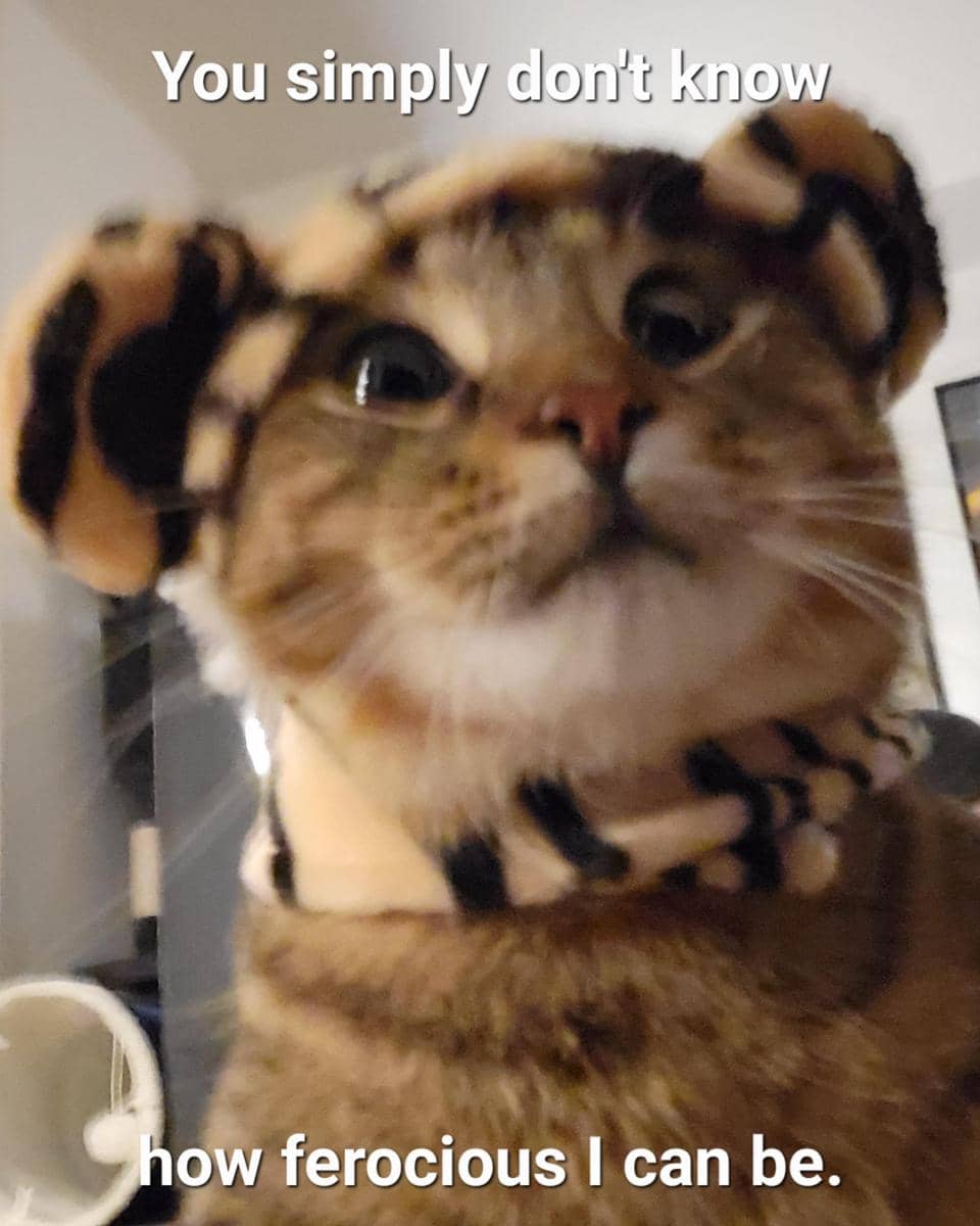 meme kucing tentang topi