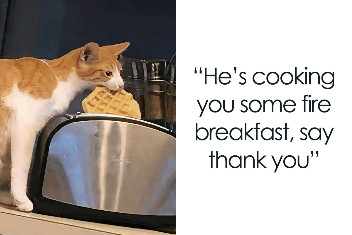 meme kucing kelaparan