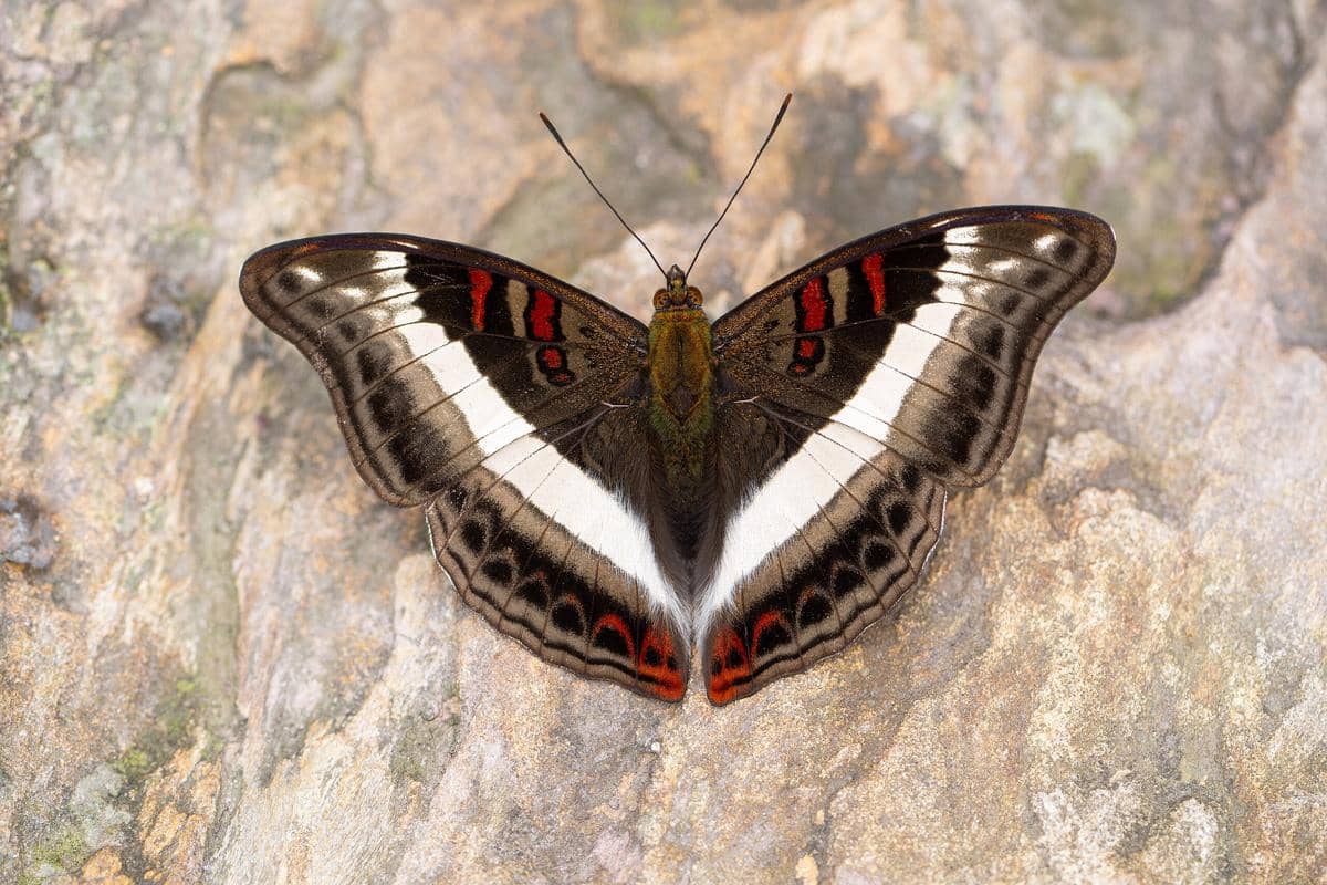 apa benar kupu-kupu berhenti terbang saat hujan?