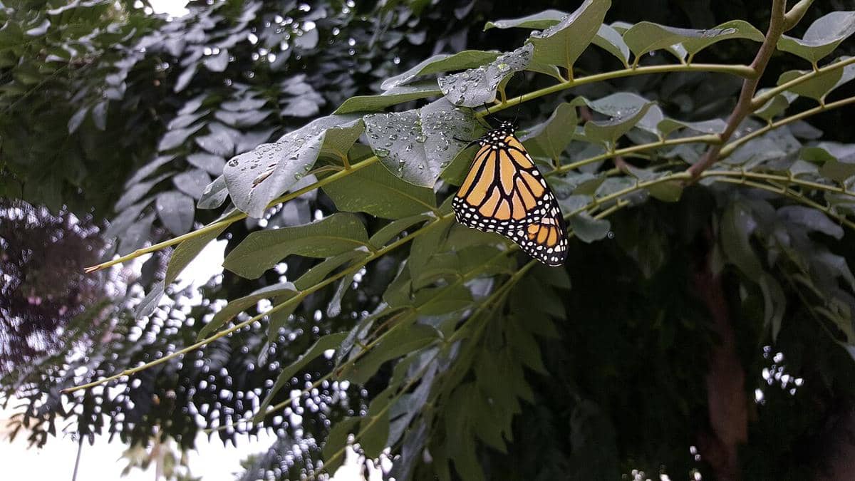 apa benar kupu-kupu berhenti terbang saat hujan?