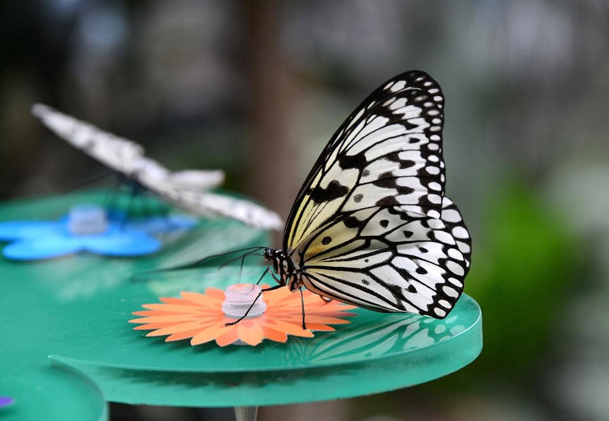 apa benar kupu-kupu berhenti terbang saat hujan?