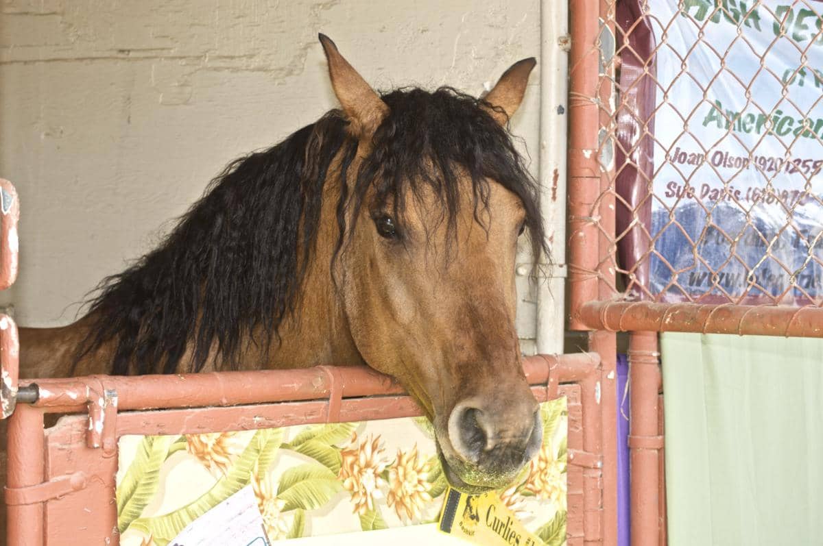 Kuda Bashkir Curly