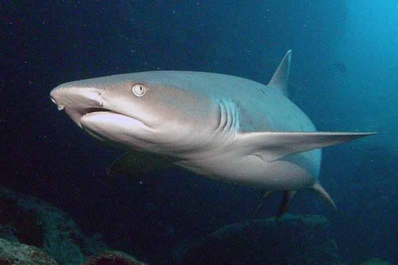 hiu karang sirip putih