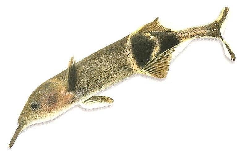 ikan hidung gajah (commons.wikimedia.org/billicorgan84)