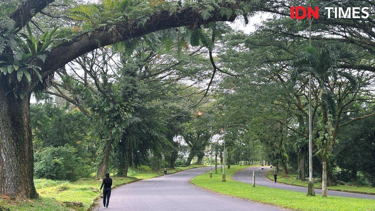 Royal Sumatra (Mangara Wahyudi)