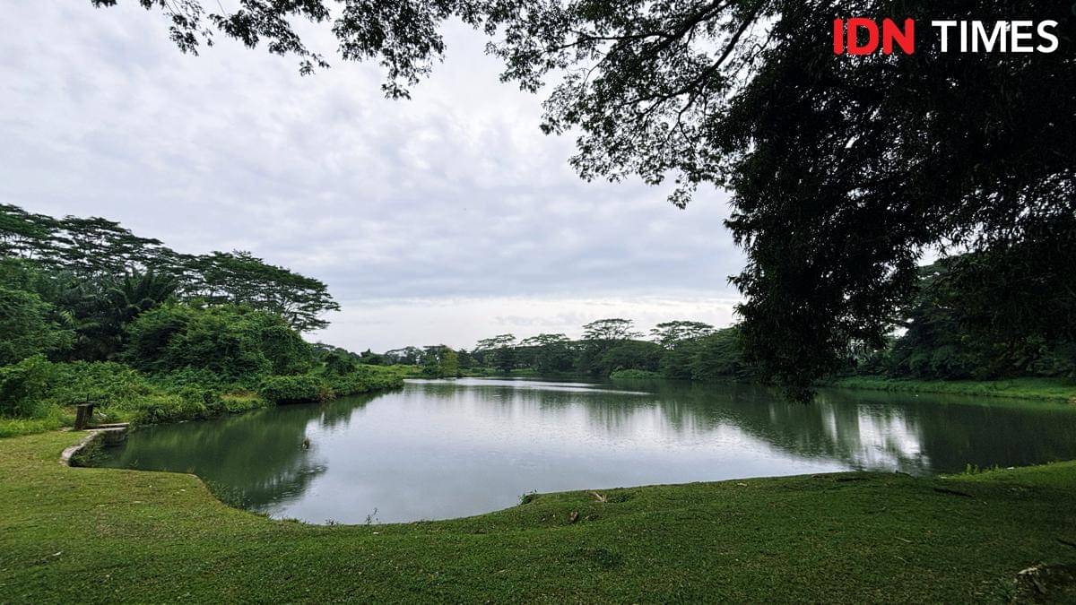 Royal Sumatra (Mangara Wahyudi)