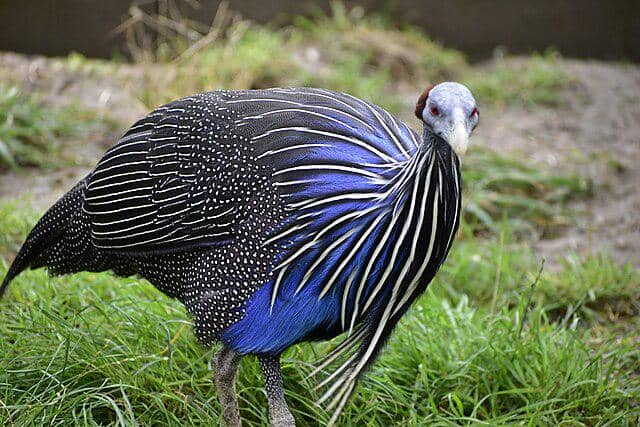 potret burung vultyrube guineafowl