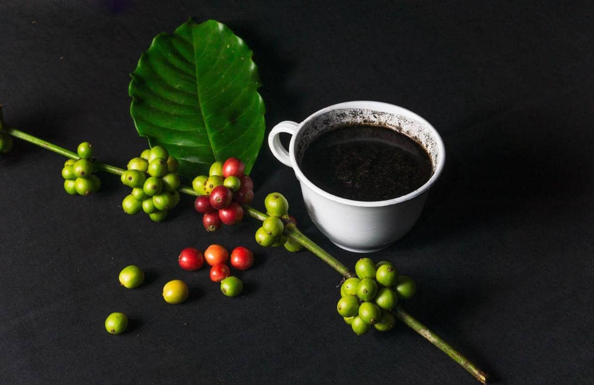ilustrasi robusta 
