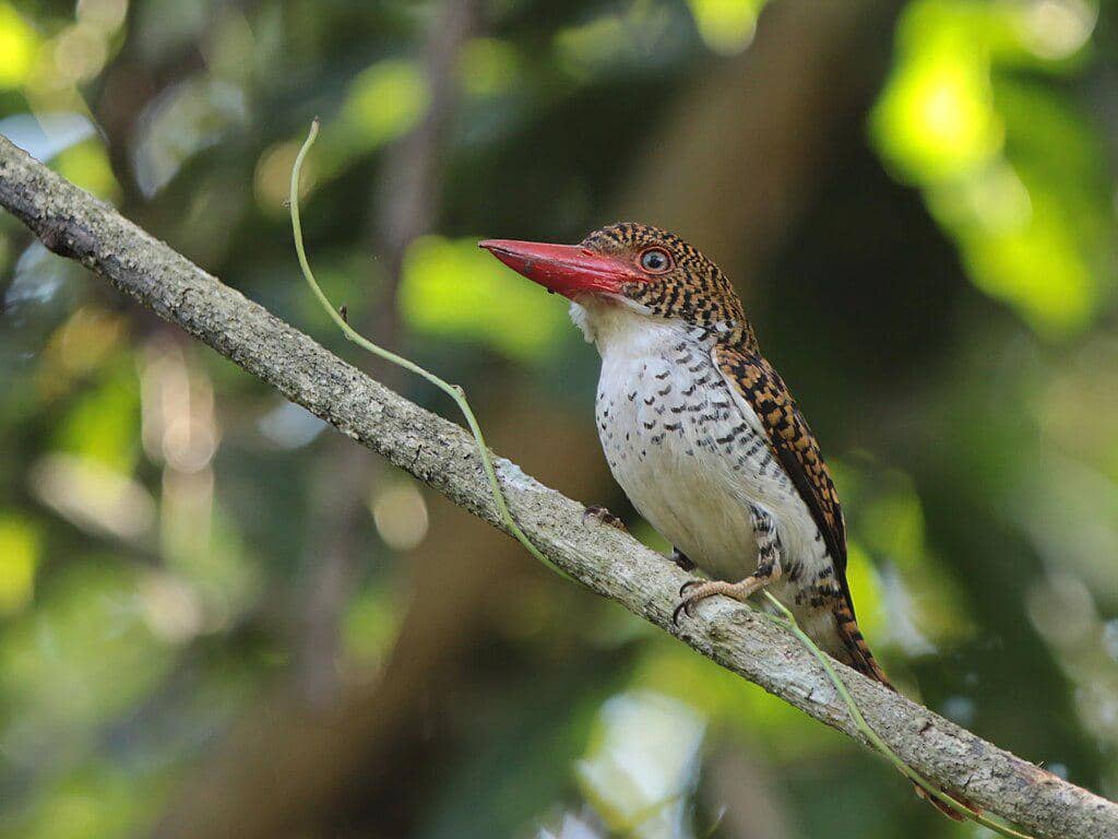Burung cekakak batu (Lacedo pulchella) betina
