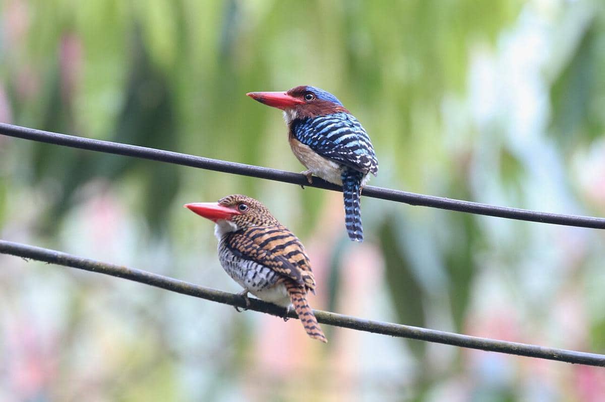 Burung cekakak batu (Lacedo pulchella) jantan (atas) dan betina (bawah)