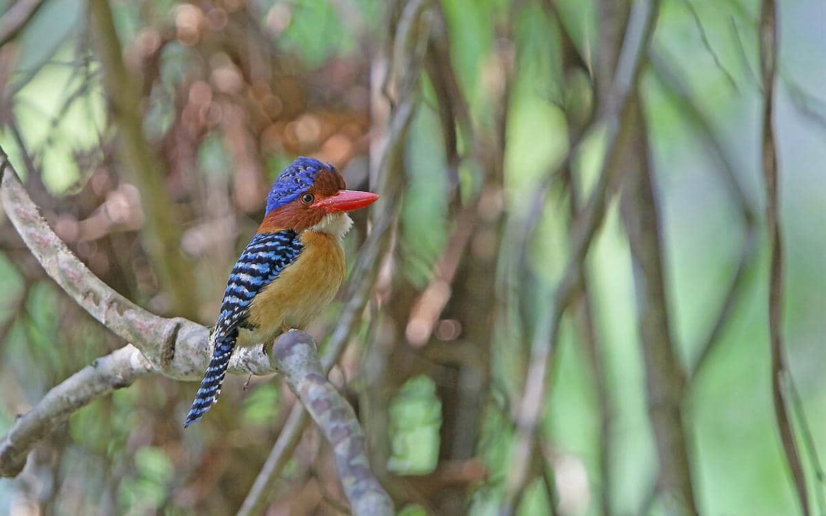 Burung cekakak batu (Lacedo pulchella) jantan