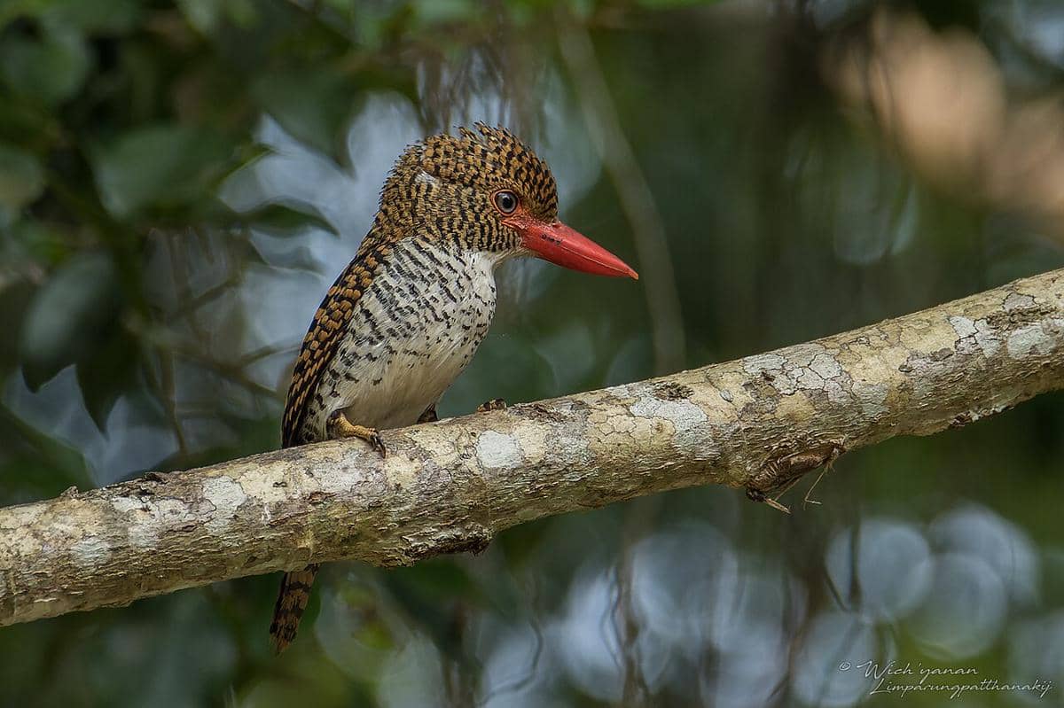 Burung cekakak batu (Lacedo pulchella) betina