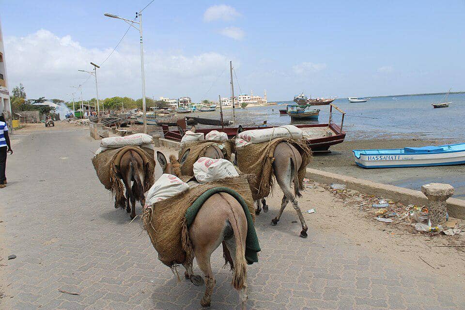 Keledai sebagai Transportasi Utama