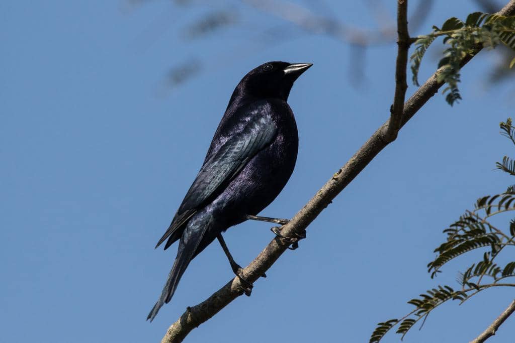 Shiny Cowbird 