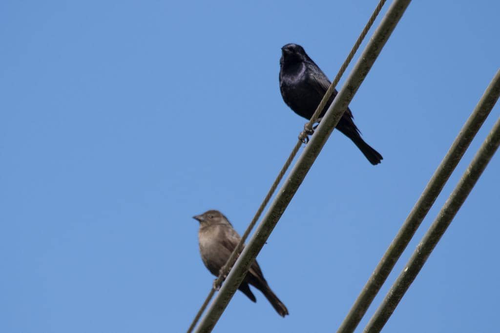 Shiny Cowbird 