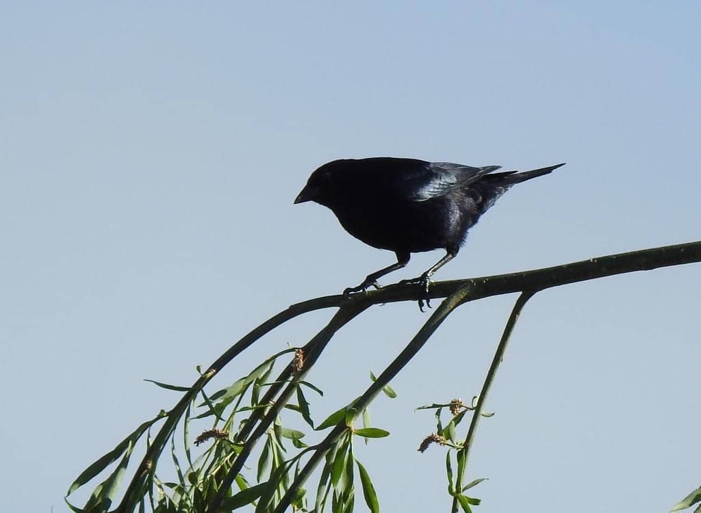 Shiny Cowbird 