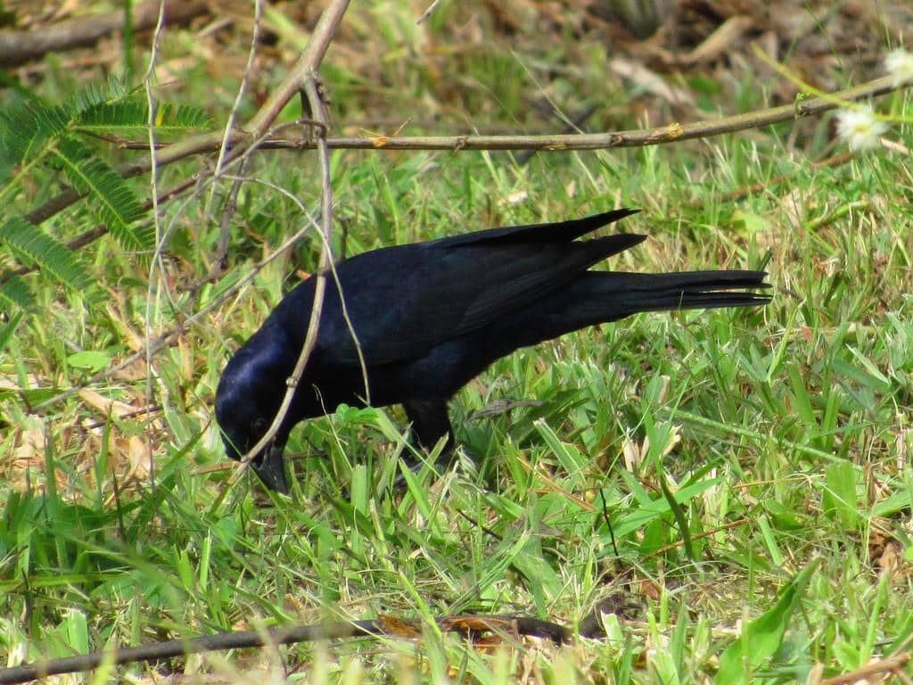 Shiny Cowbird 