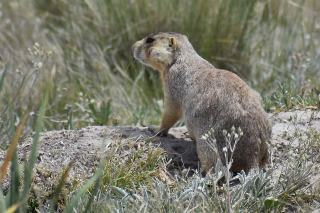 Gunnison's Prairie Dog 
