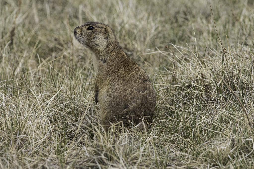 Gunnison's Prairie Dog