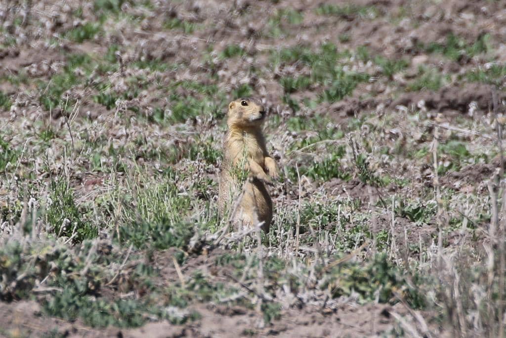 Gunnison's Prairie Dog
