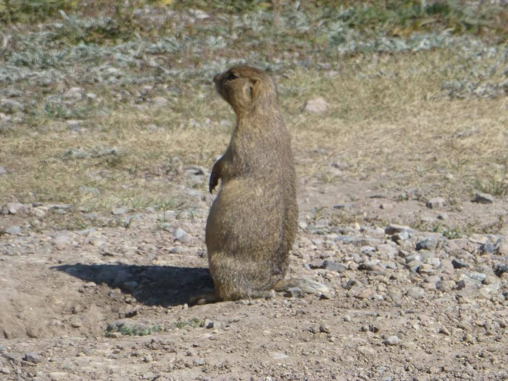 Gunnison's Prairie Dog