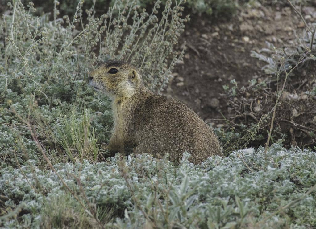 Gunnison's Prairie Dog