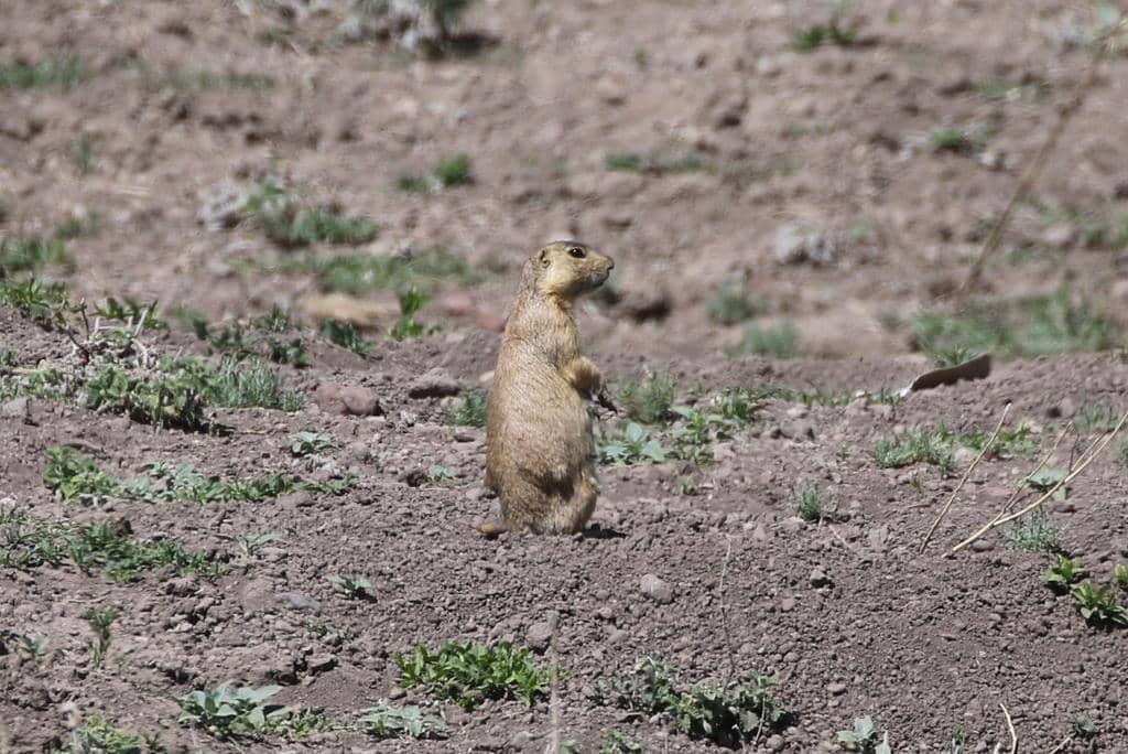 Gunnison's Prairie Dog