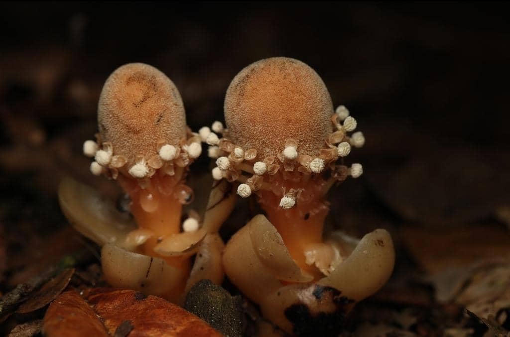 Balanophora fungosa ssp. fungosa