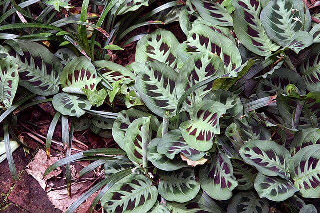 prayer plant