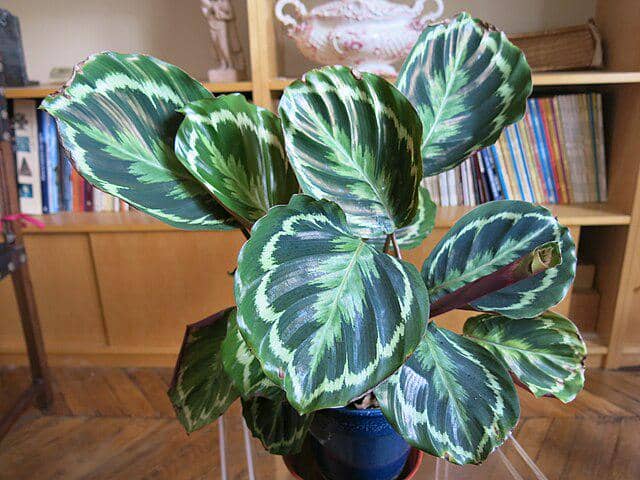 prayer plant