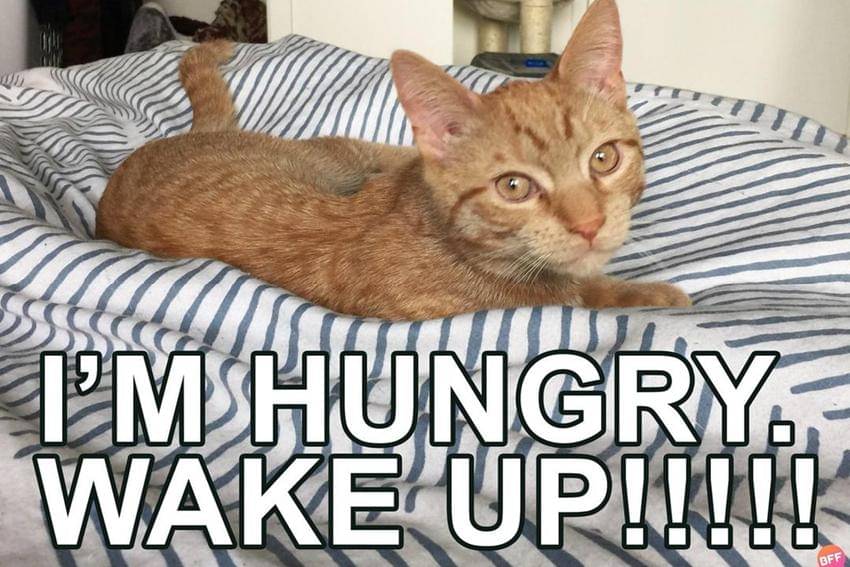 meme kucing kelaparan