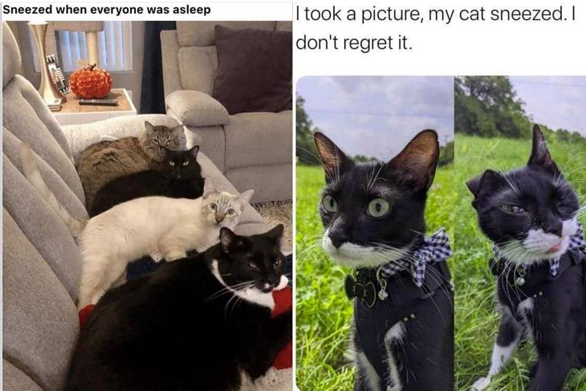 kolase meme kucing tentang bersin