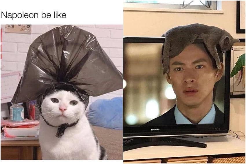 kolase meme kucing tentang topi