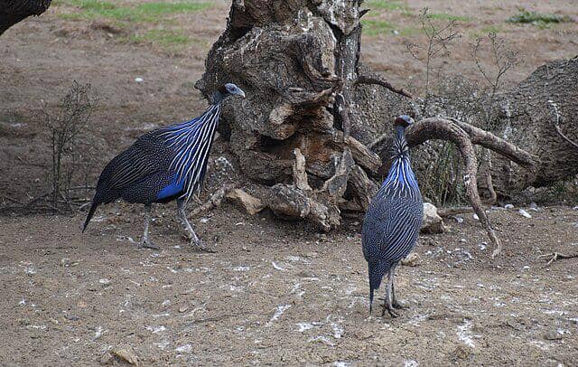 potret burung vultyrube guineafowl