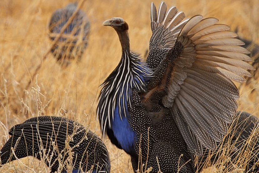 potret burung vultyrube guineafowl