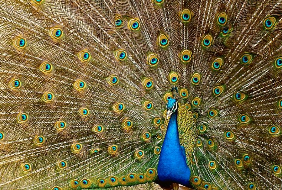 potret burung green peafowl