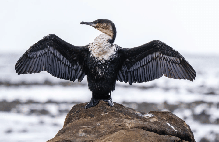Ilustrasi burung dengan bulu yang rapi 