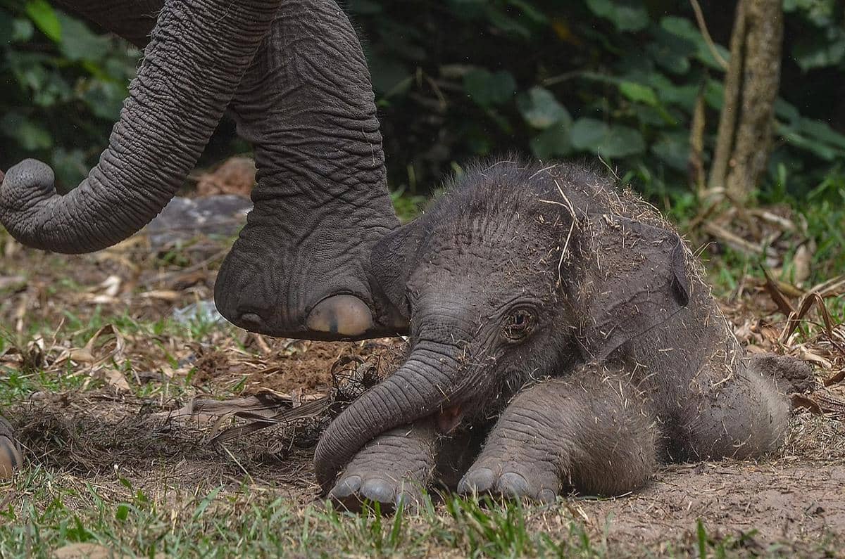 Kelahiran Gajah Domang