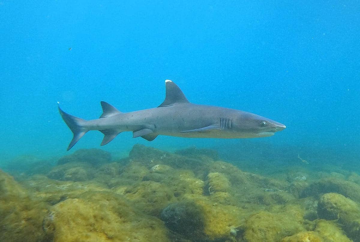 hiu karang sirip putih