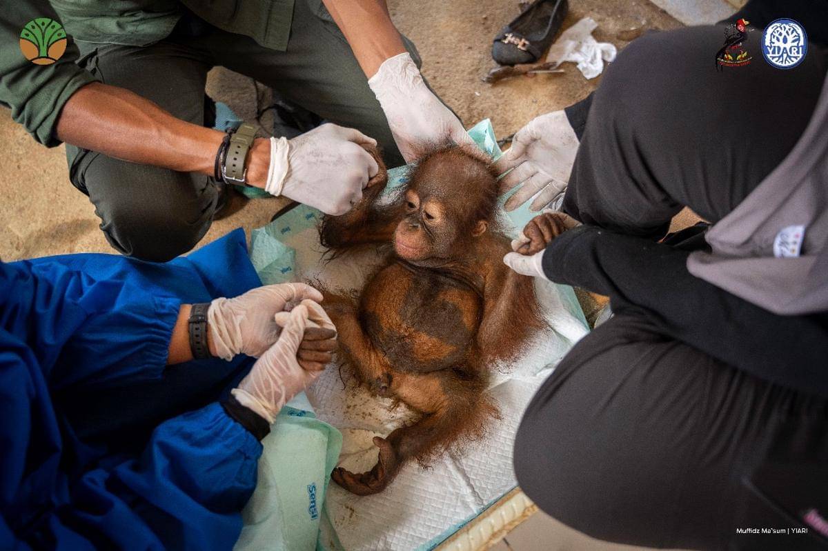 Orangutan di Kalbar.