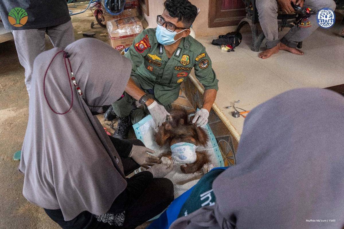 Orangutan di Kalbar.