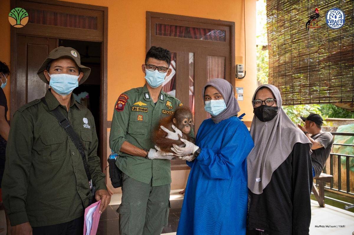 Bayi orangutan di Kalbar.