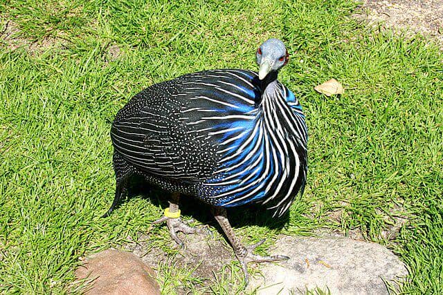 potret burung vultyrube guineafowl