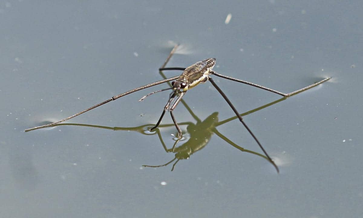 Gerridae