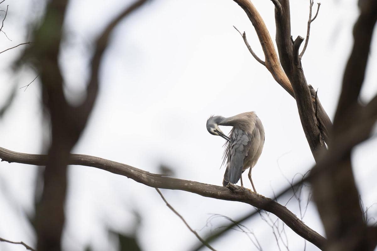 Potret burung merapikan bulu