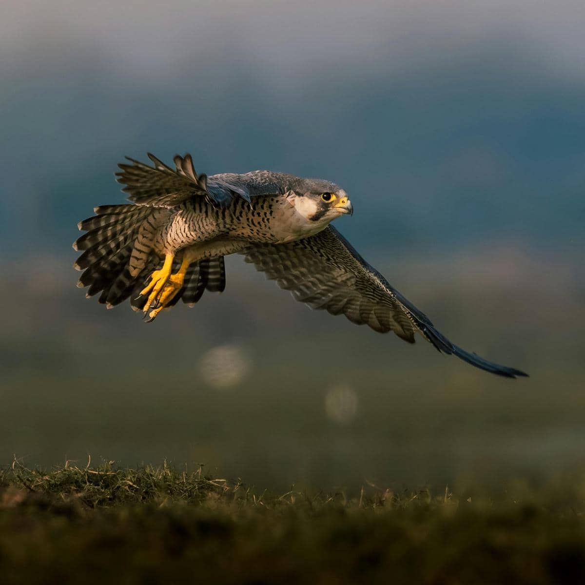Potret falcon peregrine