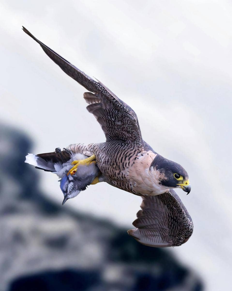 Potret falcon peregrine