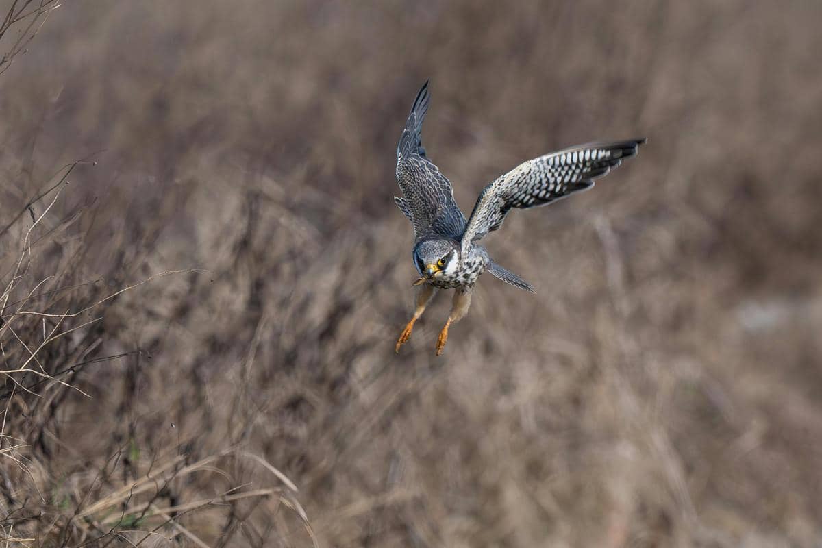 Potret falcon peregrine